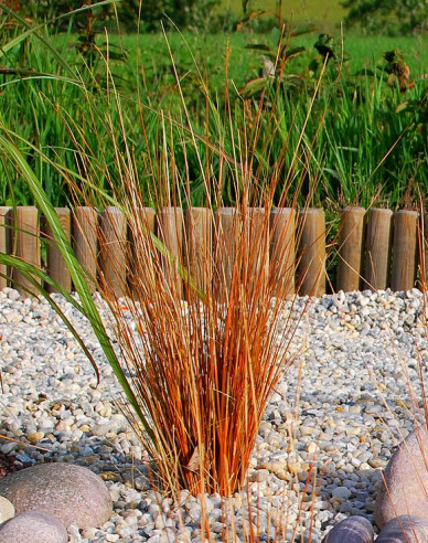 Fuchsrote Neuseeland Segge