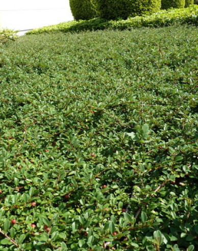 Teppichmispel Eichholz 9x9