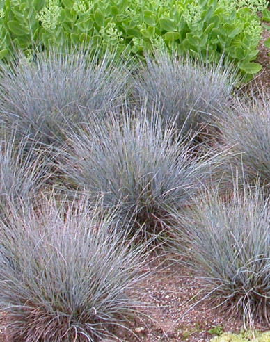 Schwingel Elijah Blue