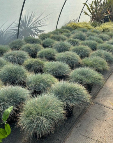 Schwingel Elijah Blue