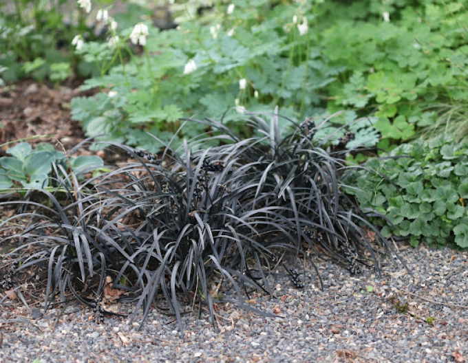 Schlangenbart  Nigrescens
