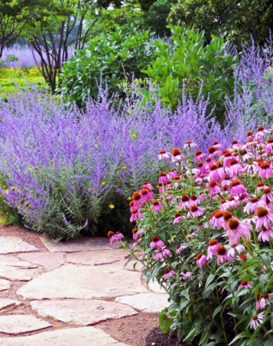 Blauraute Blue Spire