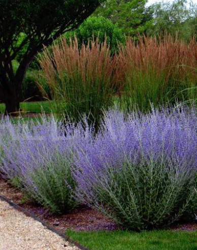 Blauraute Blue Spire