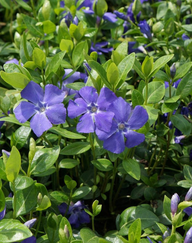 Jungfernkraut La Grave