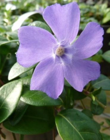 Jungfernkraut La Grave