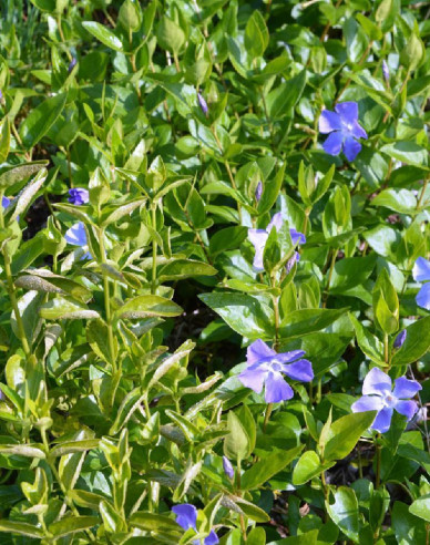 Jungfernkraut La Grave