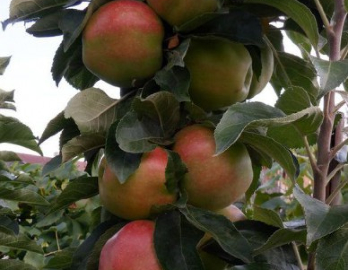 Säulenapfel Slendera, auf MM106, Cont. 5l