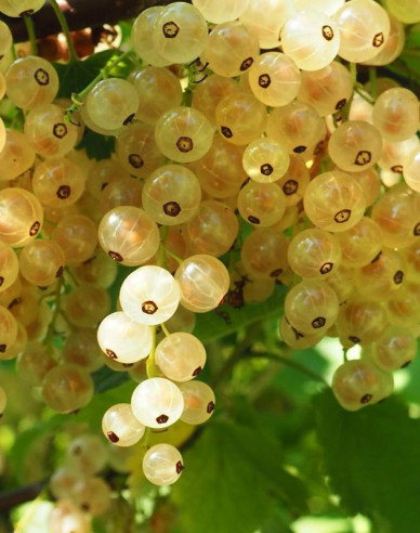 Weiße Johannisbeere Weisse Versailles Hochstämmchen, cont. 2l