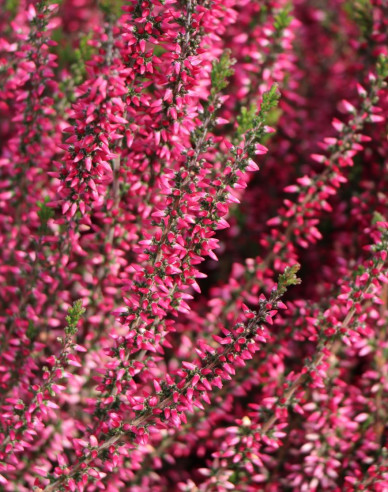 Heidekraut Aphrodite