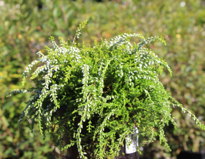 Besenheide Claires