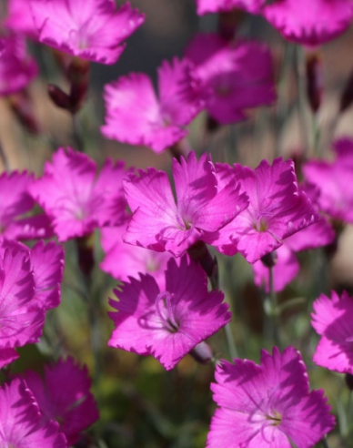 Gewürznelke Amarant