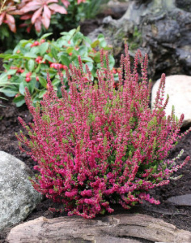 Heidekraut Dark Beauty