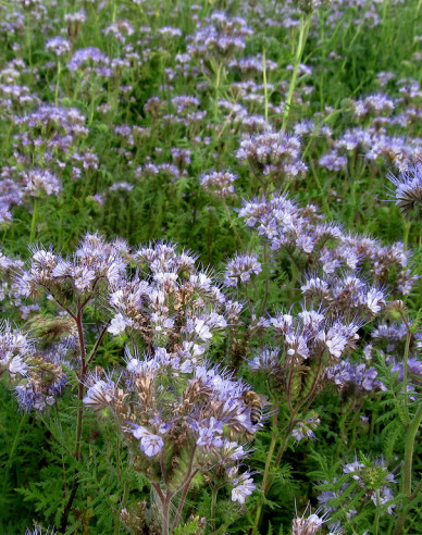Gründüngung Phacelia 300g