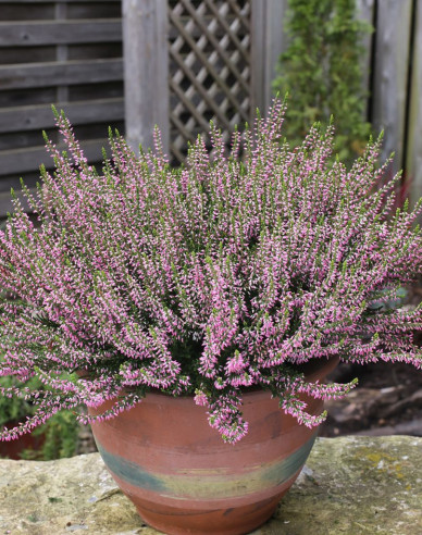 Heidekraut Pink Angie