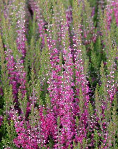 Heidekraut Roter Oktober