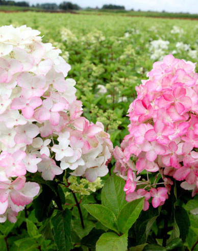 Hortensie Fraise Melba Stämmchen