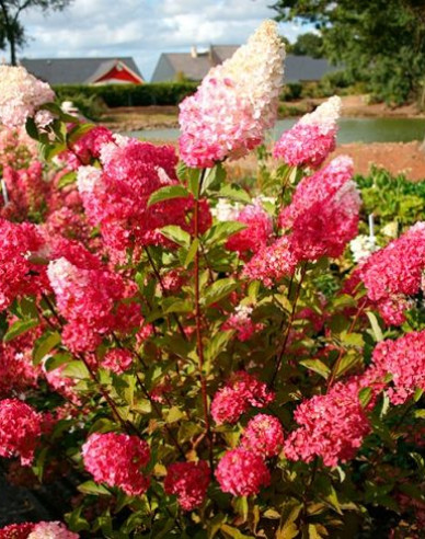 Hortensie Fraise Melba Stämmchen
