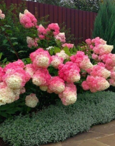 Hortensie Fraise Melba Stämmchen