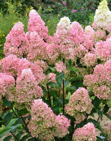 Hortensie Fraise Melba Stämmchen