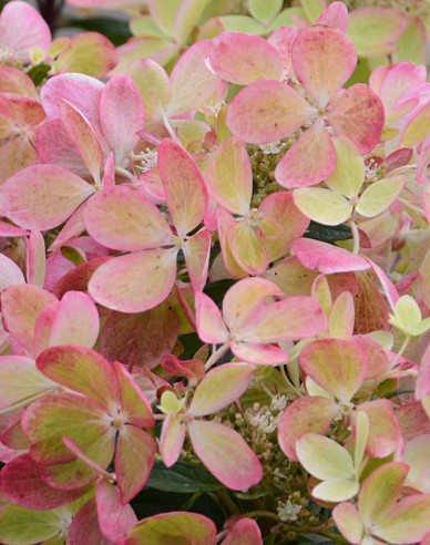 Rispenhortensie Pastellgrün