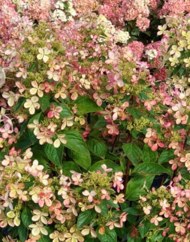 Rispenhortensie Pastellgrün