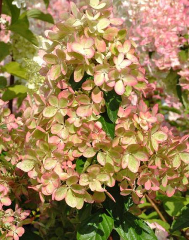 Rispenhortensie Pastellgrün