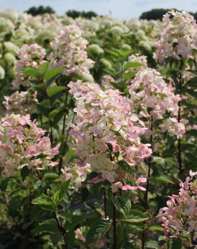 Rispenhortensie Pastellgrün