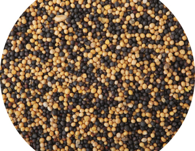 Gründüngung Senf und Raps 400g