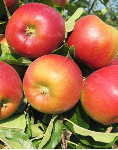 Apfel Mio auf M9, wurzelnackt