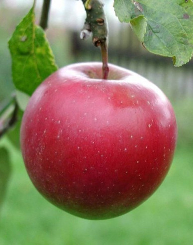 Apfel Breaburn auf M9, wurzelnackt