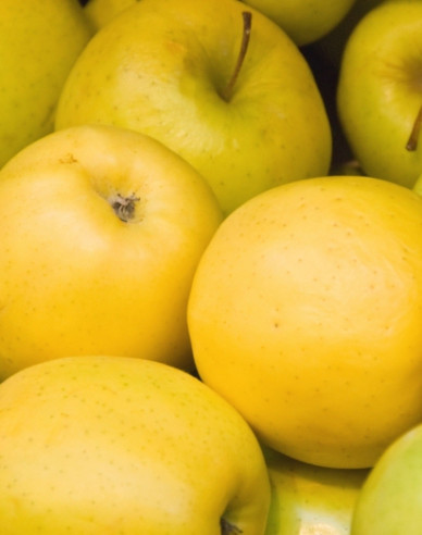 Apfel Golden Delicious, auf  A2, wurzelnackt