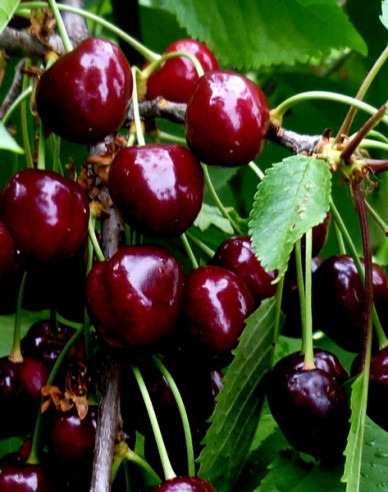 Kirsche Burlat , auf Gisela5, wurzelnackt