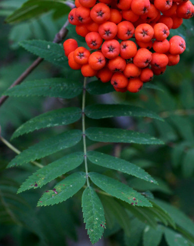 Essbare Eberesche Rot Moravská, wurzelnackt
