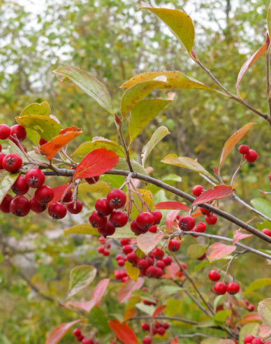 Essbare Eberesche Rot Moravská, wurzelnackt