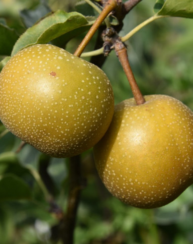 Asiatische Sommerbirne Hosui, auf Pyrodwarf, wurzelnackt