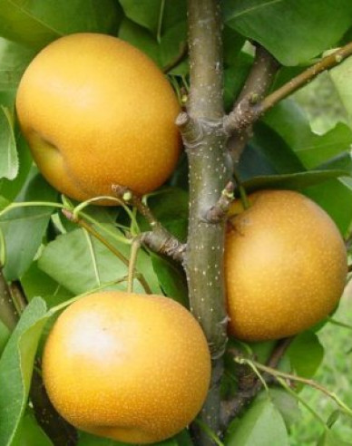 Asiatische Sommerbirne Hosui, auf Pyrodwarf, wurzelnackt