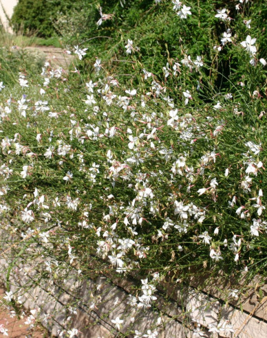 Gaura ´Whirling Butterflies