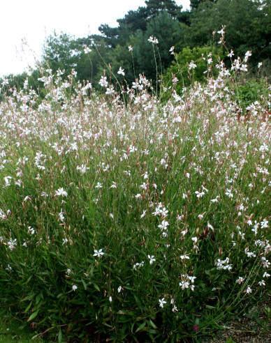 Gaura ´Whirling Butterflies
