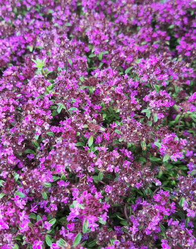 Teppich-Thymian ’Red Carpet’