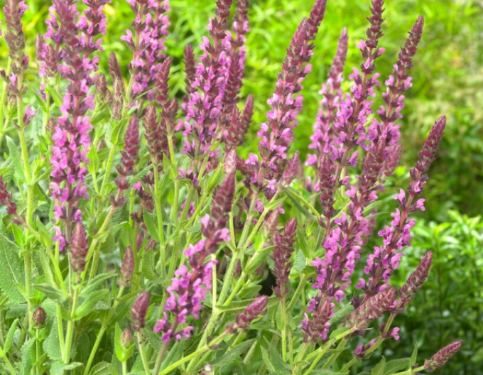 Salbei Synchro Pink