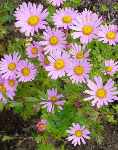 Winteraster Clara Curtis