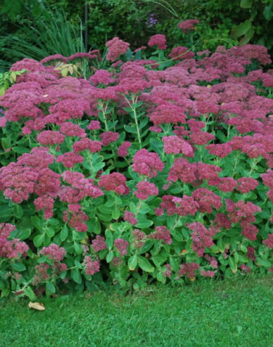 Fettblatt  Brilliant