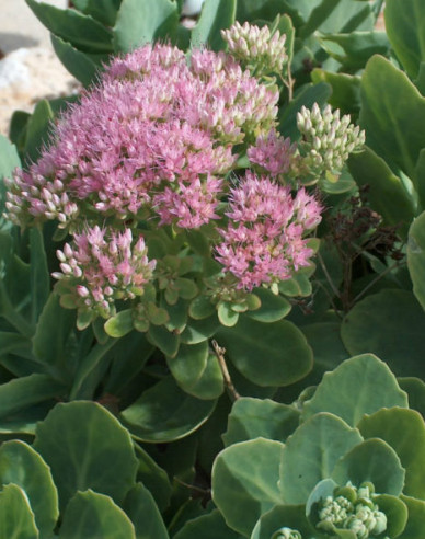 Fettblatt  Brilliant