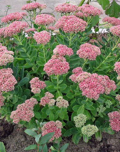 Fettblatt  Brilliant