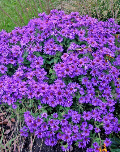 Aster Purple Dome