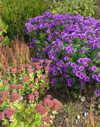 Aster Purple Dome