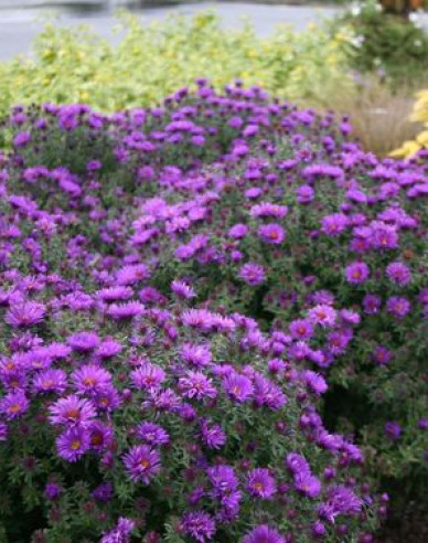 Aster Purple Dome