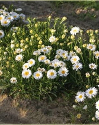 Alpen-Aster White