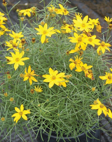 Mädchenauge  Zagreb