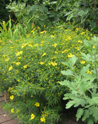 Mädchenauge  Zagreb